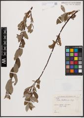 Salix bebbiana Sarg.